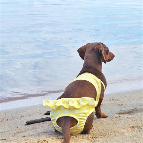 thong doggy|Dog Bikini – Fun & Cute Dog Bikinis 